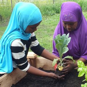 2 children planting lettuce